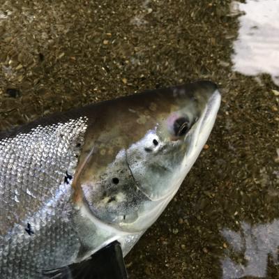 Here's a close up shot of the head of the most sought after marine creature otherwise known as a fresh run Spring salmon. This fine fish was caught in May on the River Tay near the Tummel & Tay confluence which is a renowned holding area for Spring salmon near the Perthshire towns of Pitlochry & Dunkeld.