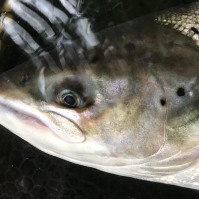 Earn a close up inspection of one of Neptune's finest creatures via some astute professional salmon guide input on one of Scotland's finest salmon fishing venues. Look at the lovely head markings of this fresh run River Tay salmon as it lay in the landing net.