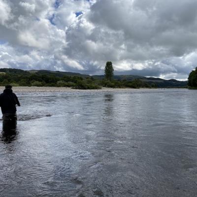 Knowing how and where to wade through a salmon pool like this fisher is doing for minimal disruption is a vital skill to master in Scottish salmon fishing. Most anglers think that wading deeper is better but the true facts about wading are quite the opposite. Observe that this salmon fisher is only at knee depth so as not disturb the salmon pool which is essential for salmon fishing success.