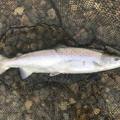 The most famous of the bigger Scottish rivers are the Tay, Spey, Dee & Tweed and this perfect fish of around 14 lbs was caught on the fly on the River Tay during July near the Perthshire town of Dunkeld. Look at the perfect deep bodied build of this perfect salmon as it lay in the landing net prior to being released.
