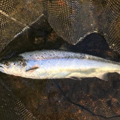 This perfect fish was one of 3 fish landed at sunrise on the River Tay during early June on a size 9 Jock's Shrimp salmon fly pattern fished off a floating line with an added 15ft sink tip section. The Tay often produces special moments for those astute enough to know how to fish it effectively. The Tay is Scotland's most accessible salmon river and less that 90 minutes from both Edinburgh & Glasgow.