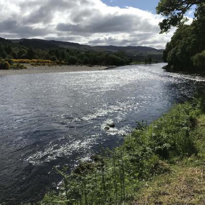 Here's a truly amazing piece of salmon water on the Kinnaird Estate near Pitlochry which is a firm favourite for visiting salmon anglers. Salmon love to sit close in to this riverbank beside the broken water riffles you can see in this photograph. Personally I seldom fail to hook a salmon while fishing through this perfect River Tay salmon pool.