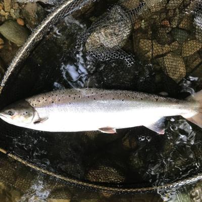 This fine Scottish Summer salmon is lying in the fine meshed McLean 32 inch landing net on the riverbed cobble stones in the shallow water margins. A salmon fishing holiday guest of mine was the fortunate salmon fisher who hooked and landed this salmon on the River Tay near the mouth of the River Tummel while I was working as his personal salmon fishing guide. 