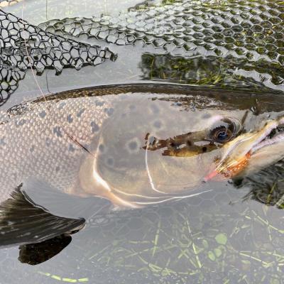 Here's a perfect cock salmon from the River Tay which was caught in late September near Pitlochry. This adult male salmon is seen here in full Autumn spawning colours which is completely different from their dark grey and silver flanks they have when they first arrive back from feeding in the sea. These creatures and their habits are truly fascinating and booking a personal guide is the most effective way of catching one of these fine Scottish salmon.