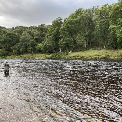 This is a River Tay guided salmon fishing guest out fly fishing the Tummel Tay junction pool which is a serious salmon fishing hot spot as seen in this picture which was taken during Summertime on the renowned Kinnaird salmon beat.