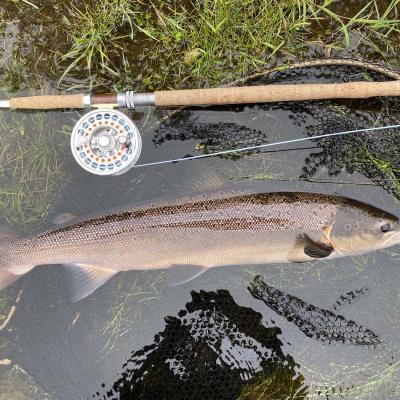 This River Tay Autumn salmon is lying in the landing net next to my 15ft salmon fly rod and Van Staal salmon fly reel moments before the fish was released. The Tay fishes well in September & October between the towns of Pitlochry & Dunkeld which is a favourite location for visiting salmon anglers each year.