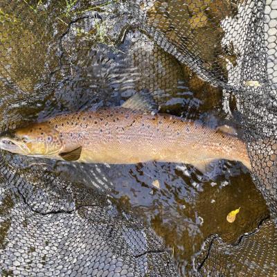 This perfect Autumn salmon was caught from the Rock Pool on the Kinnaird Beat of the River Tay. Catching salmon in the Autumn in the Dunkeld & Pitlochry area of the River Tay Valley often requires a switch in tactics via a deeper fly presentation and a salmon fishing guide who knows exactly where salmon are holding. Look at the perfect Autumn colours and note the fine meshed fish friendly salmon landing net the salmon is in.