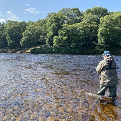 Here's a guided River Tay salmon fishing guest fishing his way methodically down through the Meetings Pool on the Upper Kinnaird salmon beat which is a perfect holding area for salmon in medium to low water levels from mid March through to October each year. Look at the beautiful fully leafed oak trees on the far side of the river.