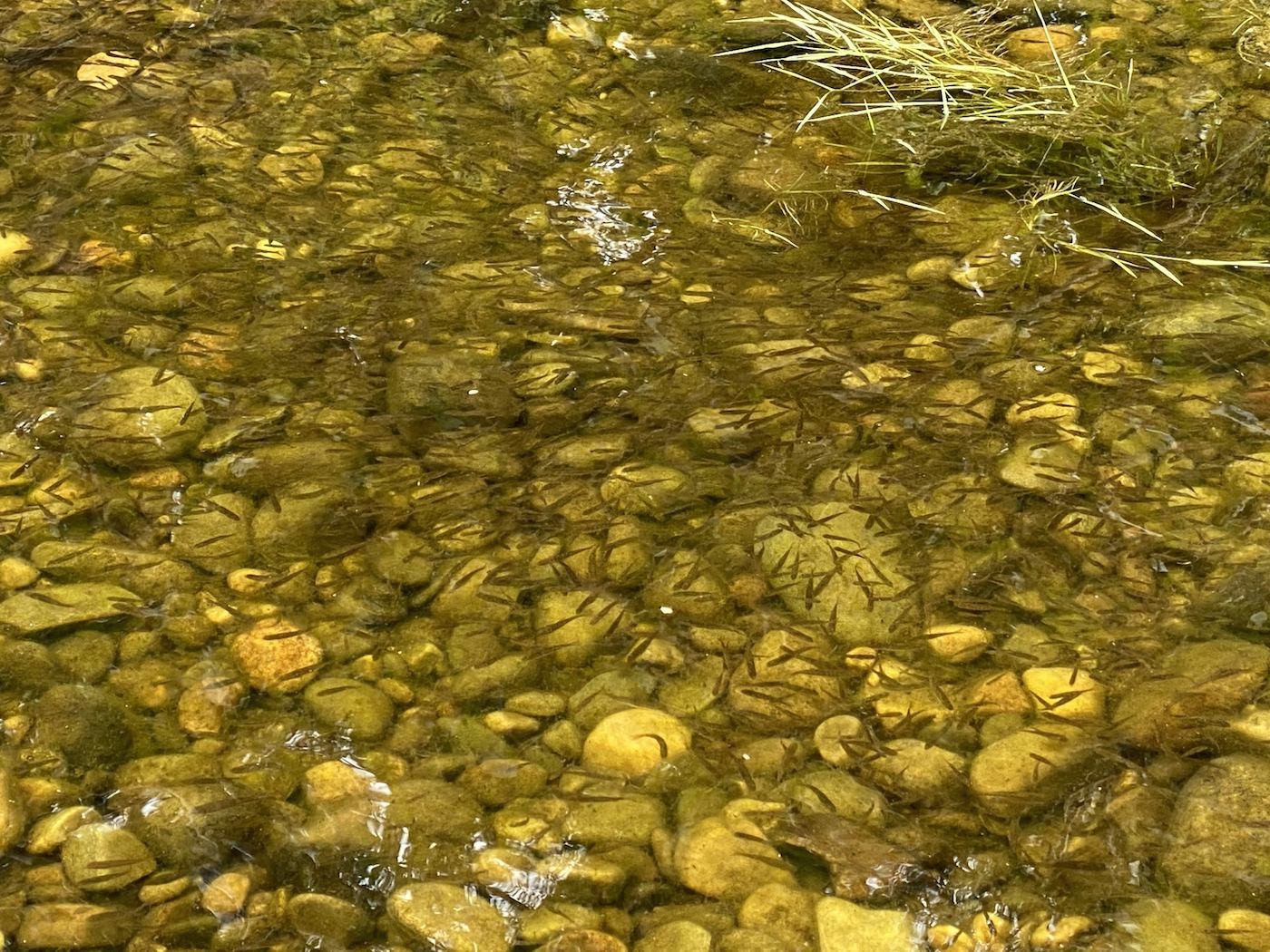 A healthy dense population of salmon fry in the river during late Spring is an indicator of how good the spawning gravel is. In general spawning gravels have been clogged with excessive siltation brought about by commercial forest run off and the long term affects of hydro dam schemes. I photographed these salmon fry near Dunkeld on the River Tay during June.