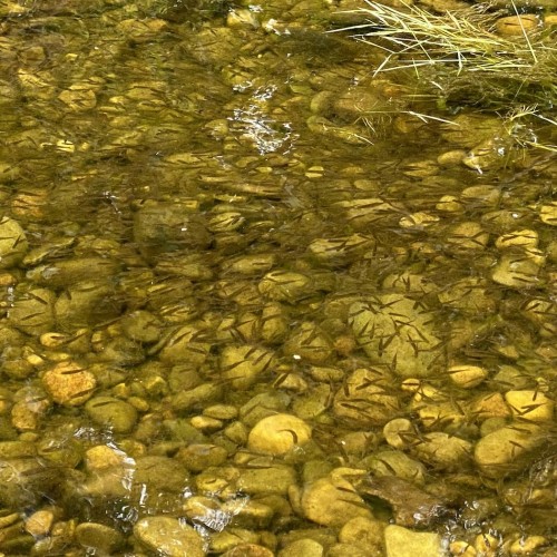 Salmon fry are often abundant in the margins of the River Tay during late Spring when the eggs hatch from the gravel. This shot of these fry on the gravel riverbed was taken near the Perthshire town of Dunkeld while I was working as a salmon fishing guide.