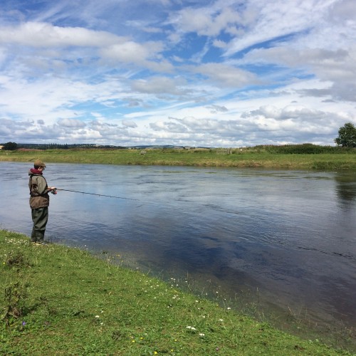 Here's a salmon fisher on the Gean Tree salmon pool of the River Tay . This is a very popular fishing area for salmon fishing trips. You can see the deep water opposite this salmon fishing guest where many salmon like to congregate. I took this shot while serving as this fisher's salmon fishing guide.