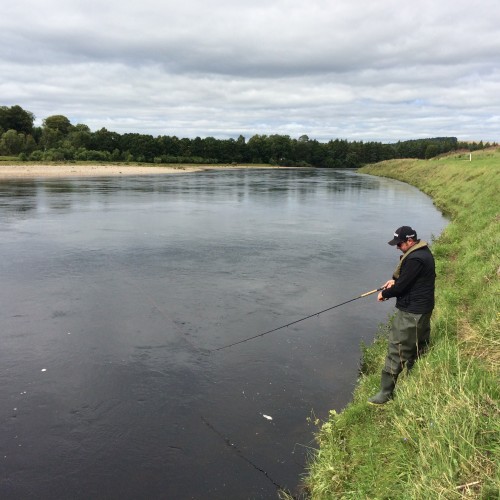 Here's an angler spinning a fishing lure through the Kercock beat's main Gean Tree salmon pool during late morning in mid Summer. This salmon fishing guest was spin fishing from this steeper side of the river with an ABU Toby Salmo 30g in silver & copper lure.