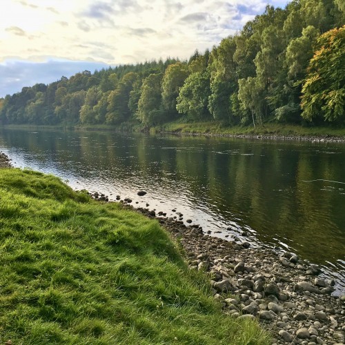 This Steps Pool on the Newtyle Beat is a productive salmon holding pool on the River Tay many salmon hold up here due to the series of giant riverbed stones that span right across the Tay in this pool hence the pool's name. The salmon fisher you see is fishing this easy side of the pool where the riverbed is gently tapered and therefore easy to wade through.