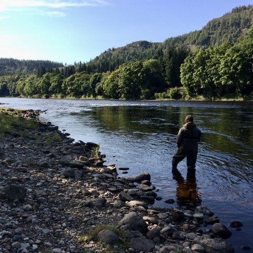 The River Tay's Newtyle Beat has many good salmon fishing pools that can be fished with a fly or a spinner. This fly fishing angler is just approaching one such hotspot at the tail of The Trap Pool. I took this shot while working as a salmon fishing guide for this salmon fisher. This fine photograph was taken during August when many fish are present in this lovely Tay salmon pool.