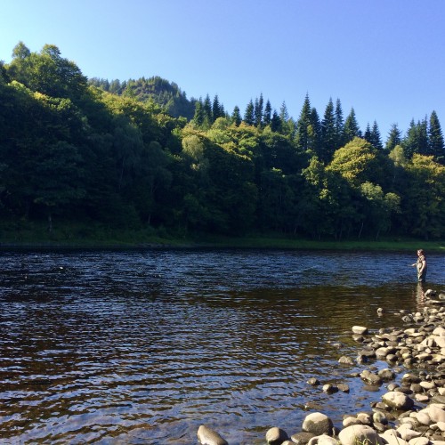 This perfect Newtyle salmon pool is known as 'The Boil' due to a huge riverbed stone that's positioned in the middle of the river opposite this salmon fisher which creates a huge boiling effect on the river surface. You can see Birnam Hill in the distance.