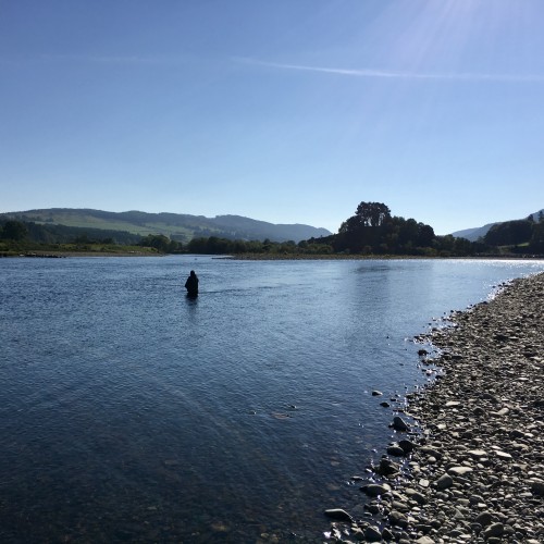 This is one of the salmon fishing middle River Tay hot spots. This stretch of water is known as the Ash Tree Pool which accounts for 40% of the salmon caught on the Lower Kinnaird beat. This salmon fishing guest is fishing the tail of the Ash Tree pool with a professional River Tay salmon guide who took this photograph.