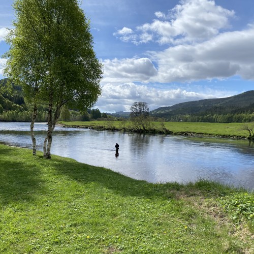 Here's a beautiful May shot showing a lone angler out on the River Tay near Dunkeld in search of a prized Scottish Spring salmon. The shadow of the trees on the far bank is a great salmon lie for fish that have powered up through the fast water immediately downstream.