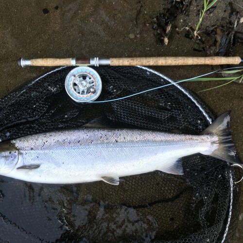 This is a perfect pristine example of what a River Tummel bound fresh run Spring salmon looks like. This perfectly shaped salmon was caught right at the Tummel/Tay confluence between Pitlochry & Dunkeld during late May. These perfect fish are present in this area of the River Tay from late March through to early June. I caught this salmon on the Monteith Copperass salmon fly which is a particularly effective pattern.