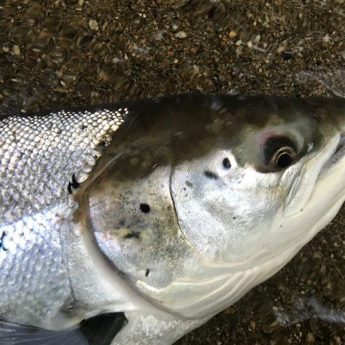 A Scottish Spring salmon is the most perfect creature of all and their physical beauty is something truly splendid especially when you have the tactical fishing awareness to create an up close inspection like this. This fine Springer I caught on the fly rod during April near Dunkeld on the River Tay in Perthshire. Look at the perfect marine colours this fish is still wearing while lying on this sand bar immediately before its quick release.