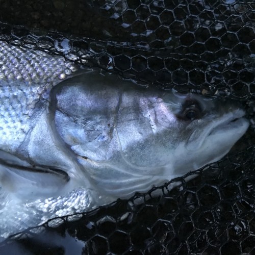 These fresh run Scottish salmon look as if they've been forged from molten silver and are often referred to as 'bars of silver'. This perfect Spring salmon took a 'Jock's Shrimp' salmon fly near the River Tummel & River Tay confluence during late May which is a great time to intercept a fish of this calibre. I took this perfect up close shot while this beautiful fish was still in the landing net before releasing it back to the river.