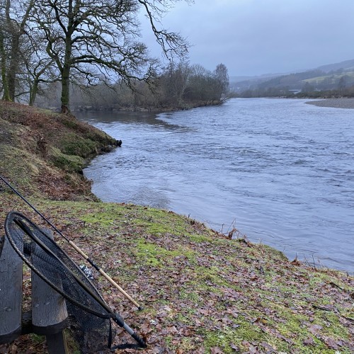 Here's an upstream early Spring view of the River Tummel & River Tay confluence. You can see there's no foliage on the trees nor has the grass started to grow again after being cut during late Summer the year prior. The bench you see to the left of frame I sited in this perfect elevated riverbank position several years ago when I was the ghillie on this beat.