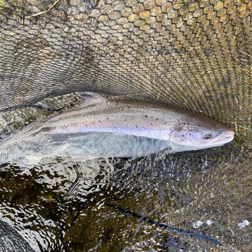 This was my first fish of the 2024 River Tay salmon fishing season and a fine fish too as you can clearly see here in this photograph. Look at its beautiful oceanic colours as they highlight against the dark browns of the river environment. I caught this fine at the Rock Pool on Kinnaird Water which has always been a good Spring salmon fishing area.