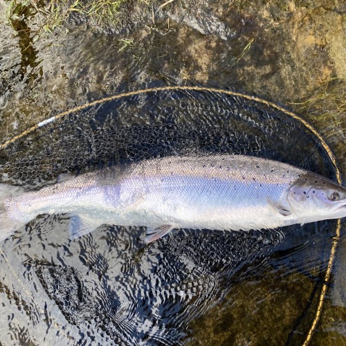 I caught this perfect River Tay Spring salmon in February on the Kinnaird salmon beat near Pitlochry. These fish are in a true class of their own and are the objective of most knowledgable salmon fishers who appreciate their brilliance. February isn't generally regarded as a prime Scottish Spring salmon fishing month but experienced Tay fishers know better. I was resting this lovely fish in the landing net for a few minutes when I took this shot before releasing it back to the river.