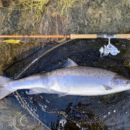 This perfect River Tay Springer was caught by myself on the 23rd of February from the Kinnaird salmon beat near Pitlochry. These early run Scottish salmon are perfect specimens and are guaranteed to get your heart racing. This fish was quickly returned and swam off strongly to continue its upstream migration to the upper reaches of the Tay. You can see the gold ABU Toby lure, Bruce & Walker Hexagraph spinning rod and Van Staal spinning reel used in the capture of this fine Spring run salmon.