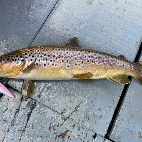 Wild brown trout like this are over abundant on most Scottish rivers and absolutely decimate juvenile salmon stocks. Fishery management are mainly oblivious to this centuries old hard predation fact. This one was caught by accident by a salmon fishing guest on the River Tay while fishing near the Perthshire village of Logierait.