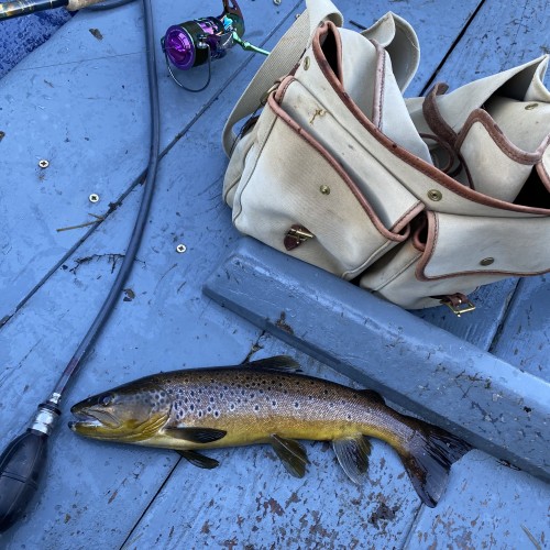 The huge wild brown trout populations on the Scottish salmon river are the biggest threat to juvenile salmon and account for the loss of many millions of juvenile salmon each year. This perfect predatory specimen was caught near the River Tummel/ Tay confluence from the boat while trolling for salmon.