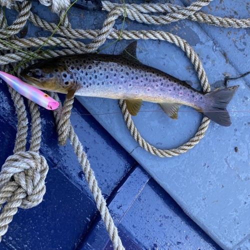 This big wild speckled brown trout was caught by myself on the River Tay in March from the salmon boat. You can see the big salmon lure the trout took proving it's not living off fly life as most people wrongly assume. These are the biggest yet generally unknown predators for juvenile salmon stocks.
