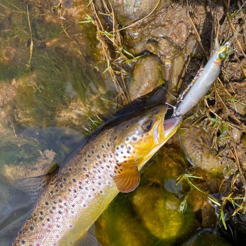 This beautifully conditioned brown trout had just been caught on a big salmon lure which it clearly thought was a juvenile salmon smolt. These big wild brown trout are juvenile salmon's biggest predator on all of the Scottish salmon rivers even though this fact is generally unknown amongst ghillies and river management.