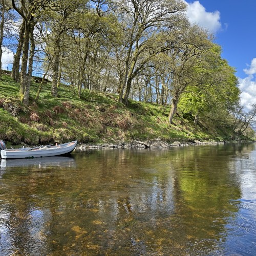 Here's a perfectly coloured traditional River Tay cobble salmon boat blending in with the riverbank stones slightly upstream of the River Tummel/Tay confluence. This is the tail of the Rock Pool which lies between the Perthshire towns of Pitlochry & Dunkeld. The riverbank trees in the shot are primarily oak trees.