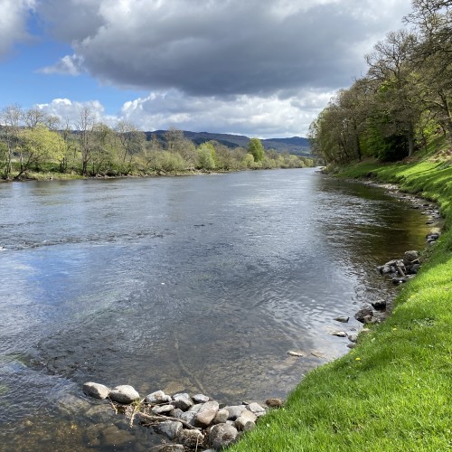 I always enjoy keeping the riverbanks in good condition for visiting salmon anglers like you can see here. Keeping the riverbanks cut and easily navigable is important for visiting salmon angler safety. I build the little stone croy in this photo which allows the boat to commute easier in low water conditions. This lovely green riverbank is located at the Daffodil Lie Pool on Kinnaird.