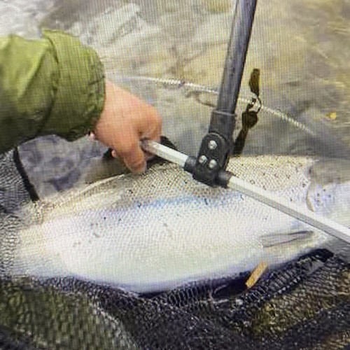 Here's a perfect Scottish River Tay Spring salmon in the landing net before being released back to the river. This fine Spring fish weighted 16lbs and was carefully weighed in this weigh scale salmon landing net.