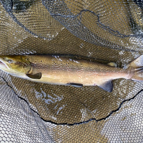Here's an Autumn salmon in its dark flanked Autumn river colours. I caught this fine fish which was captured at Kinnaird on the River Tay which is between the Perthshire towns of Dunkeld & Pitlochry. Look at the small rubberised landing net mesh which is safely supporting and protecting this Autumn salmon.