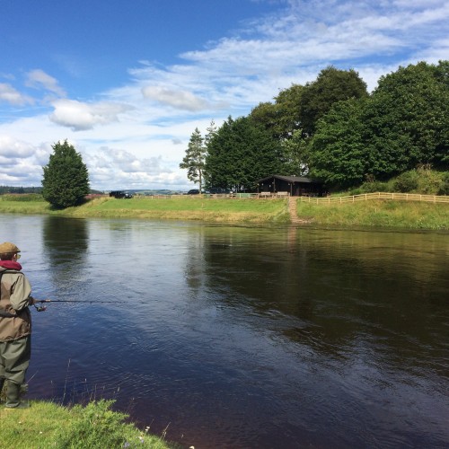 Here's a nice spin fishing shot I took of salmon fishing guest on the River Tay having a serious attempt at catching a salmon while on his fishing break. This slow moving deep pool near the village of Stanley is a great fishing area on the Tay. You can see the salmon fishing hut tucked in below the trees on the far side of the river.