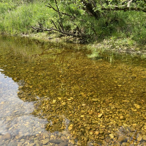 It's always a good indicator of future salmon stocks when you get a visual on the fry density following a Winter spawning season like you can see here. This shoal of fry is approx 20% of the density we used to see 5 decades ago when salmon spawning gravels were in much better silt free condition. I took this shot during early June on the River Tay near Dunkeld.