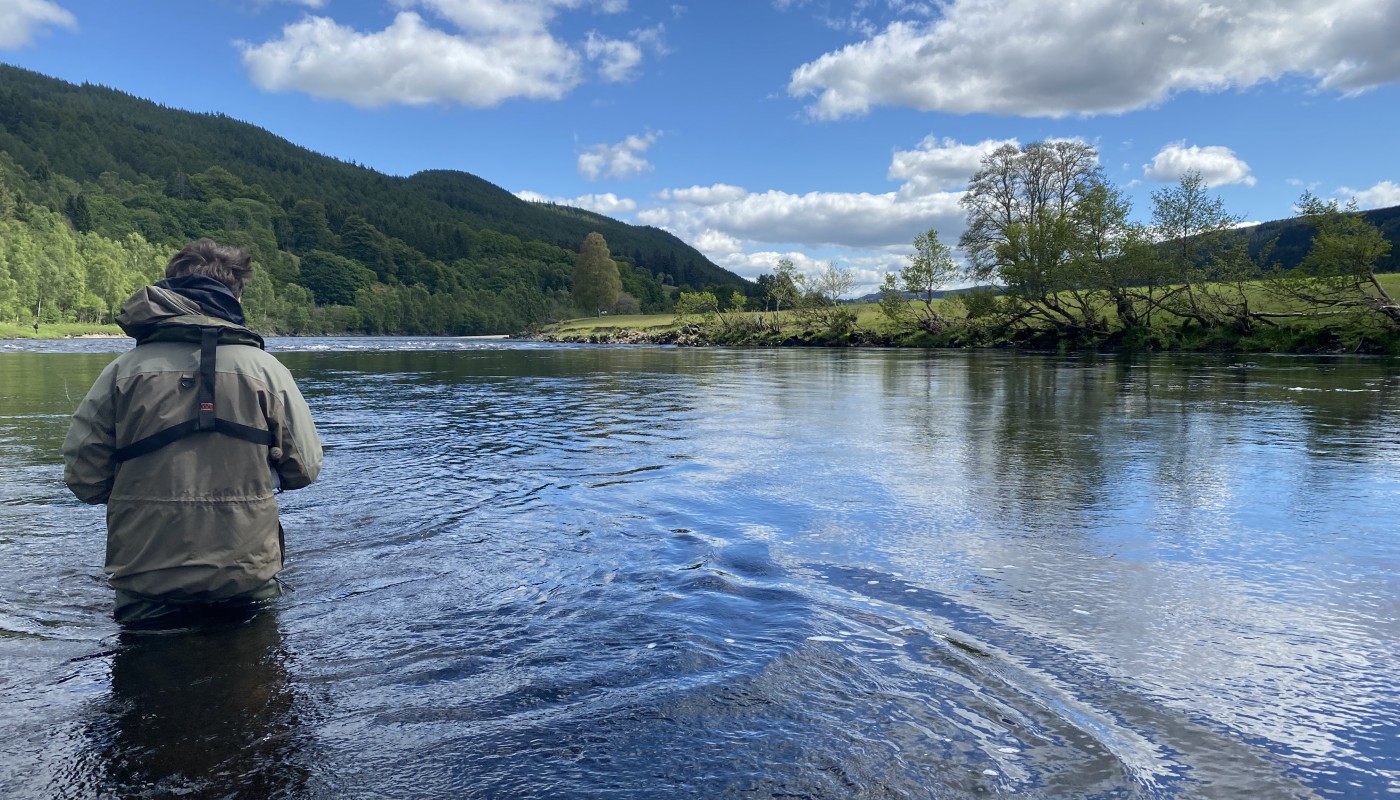 This guest was fishing with me on the River Tay near Dunkeld. This pool tail is a renowned hot spot for running salmon so I waded out to this fishing position to make it easier to fish the main salmon lie between the fisher and the far riverbank. Directly in front of the big tree that you can see on the opposite riverbank is the main salmon lie hot spot.