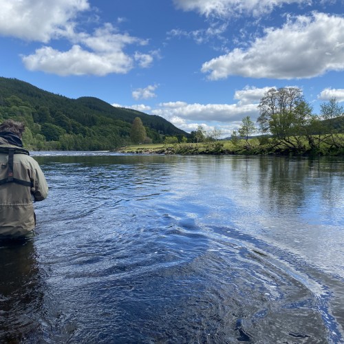 This guest was fishing with me on the River Tay near Dunkeld. This pool tail is a renowned hot spot for running salmon so I waded out to this fishing position to make it easier to fish the main salmon lie between the fisher and the far riverbank. Directly in front of the big tree that you can see on the opposite riverbank is the main salmon lie hot spot.