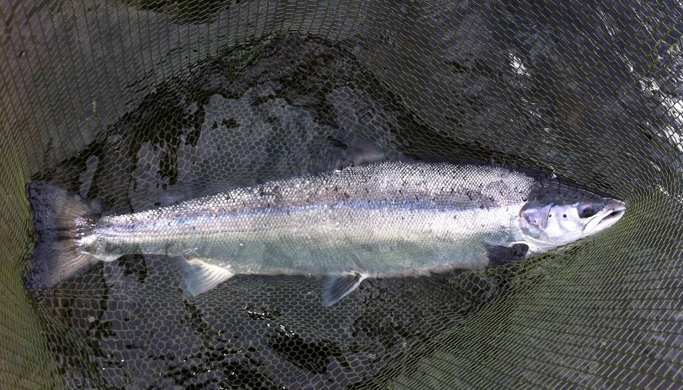 I took this picture of this beautiful perfectly shaped River Tay Spring salmon is probably my most favourite one of all time even though I've photographed thousands of salmon over my professional salmon guide career. This perfect River Tay Spring salmon I caught during the month of May near Dunkeld.