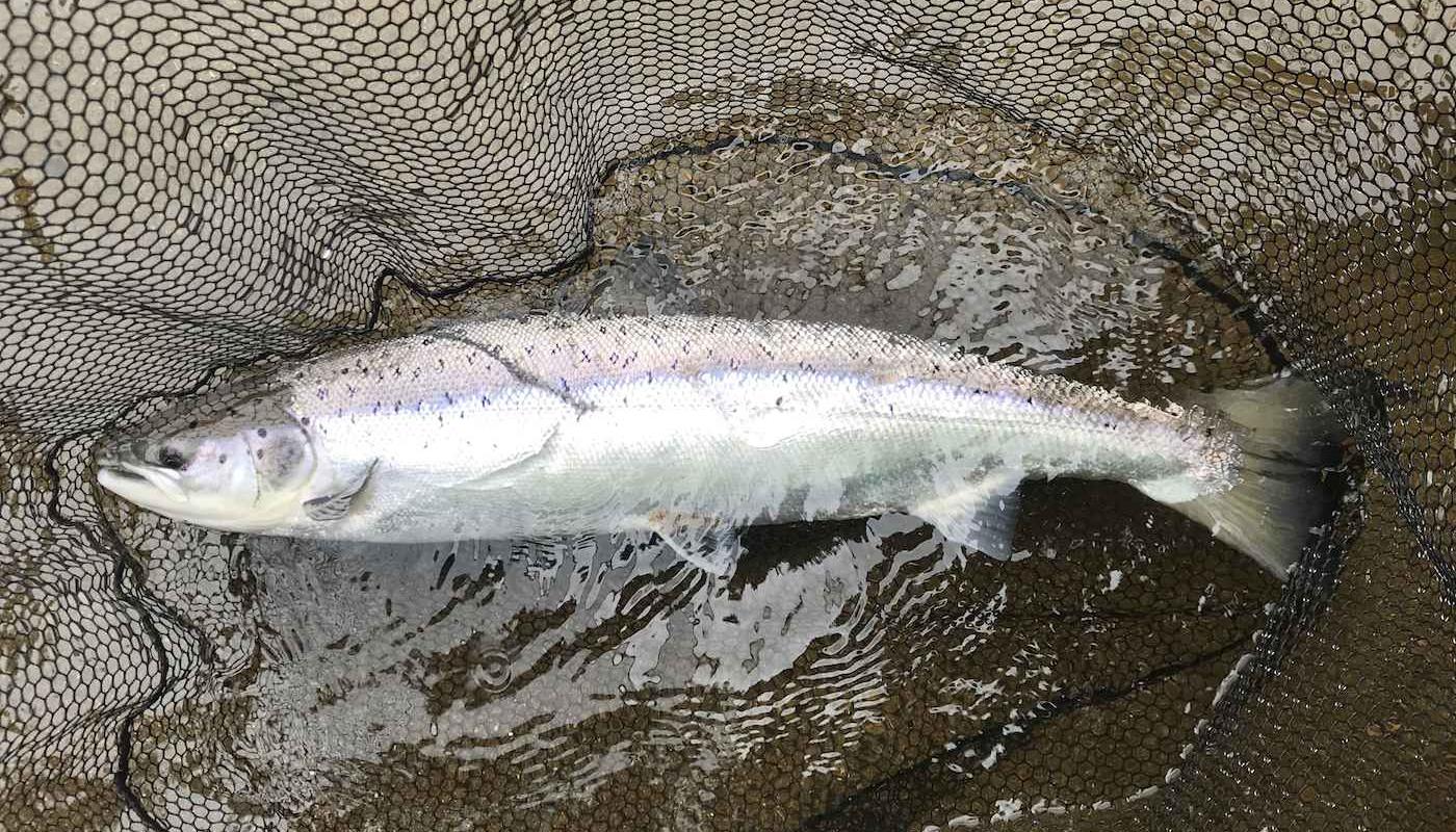 Here's a perfect example of God's finest marine creature the Atlantic salmon. These fish are amazingly powerful and awesome to look at once your skill levels are high enough to place one in the landing net for a close up inspection. This fine specimen was caught near Pitlochry on the River Tay by one of my salmon fishing trip guests.