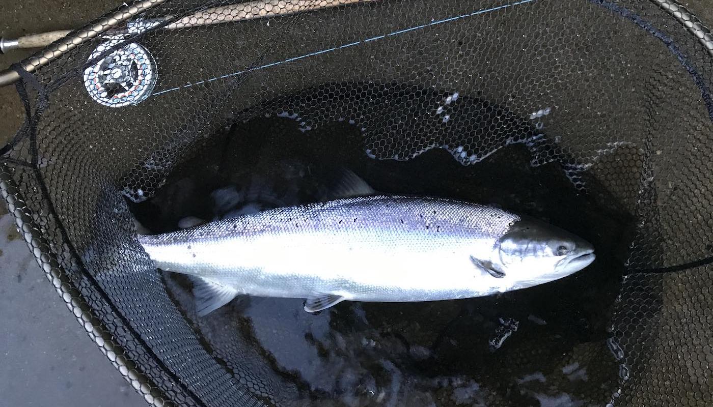Here's the perfect end result of a carefully presented River Tay salmon fly in the middle area of the Tay Valley near Dunkeld during May. Look at the physical perfection of this salmon and it's no wonder these Spring run fish are the most highly regarded of all the Scottish salmon runs. The fish is in the landing net beside my salmon fly rod & reel.